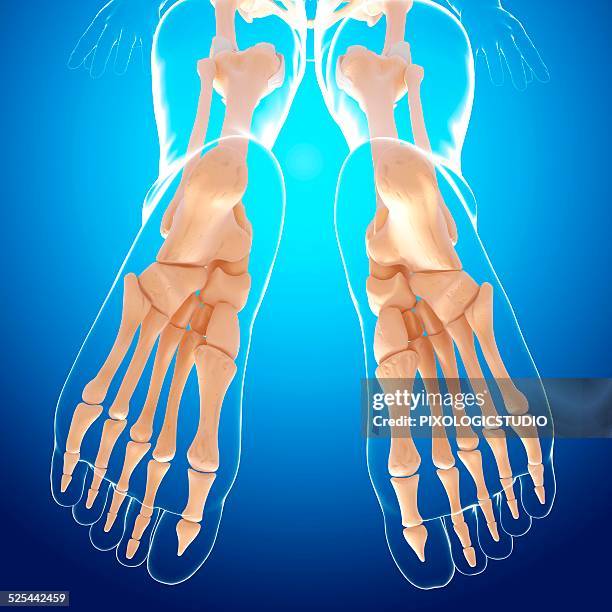 human foot bones, artwork - foot bone stock illustrations