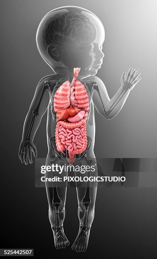 Babys Anatomy Artwork High Biology Diagrams
