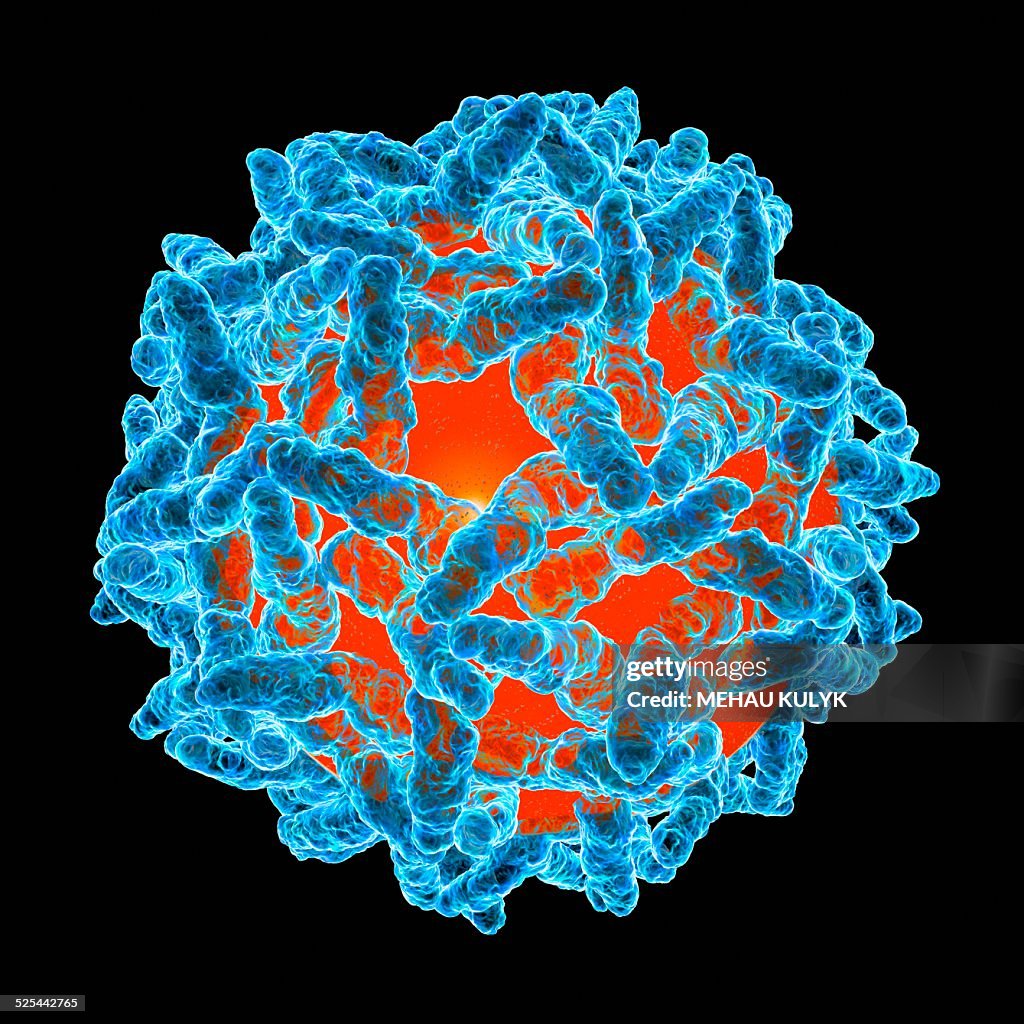 Yellow fever virus, artwork