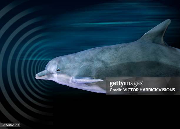 dolphin using echo location - dolphin stock illustrations
