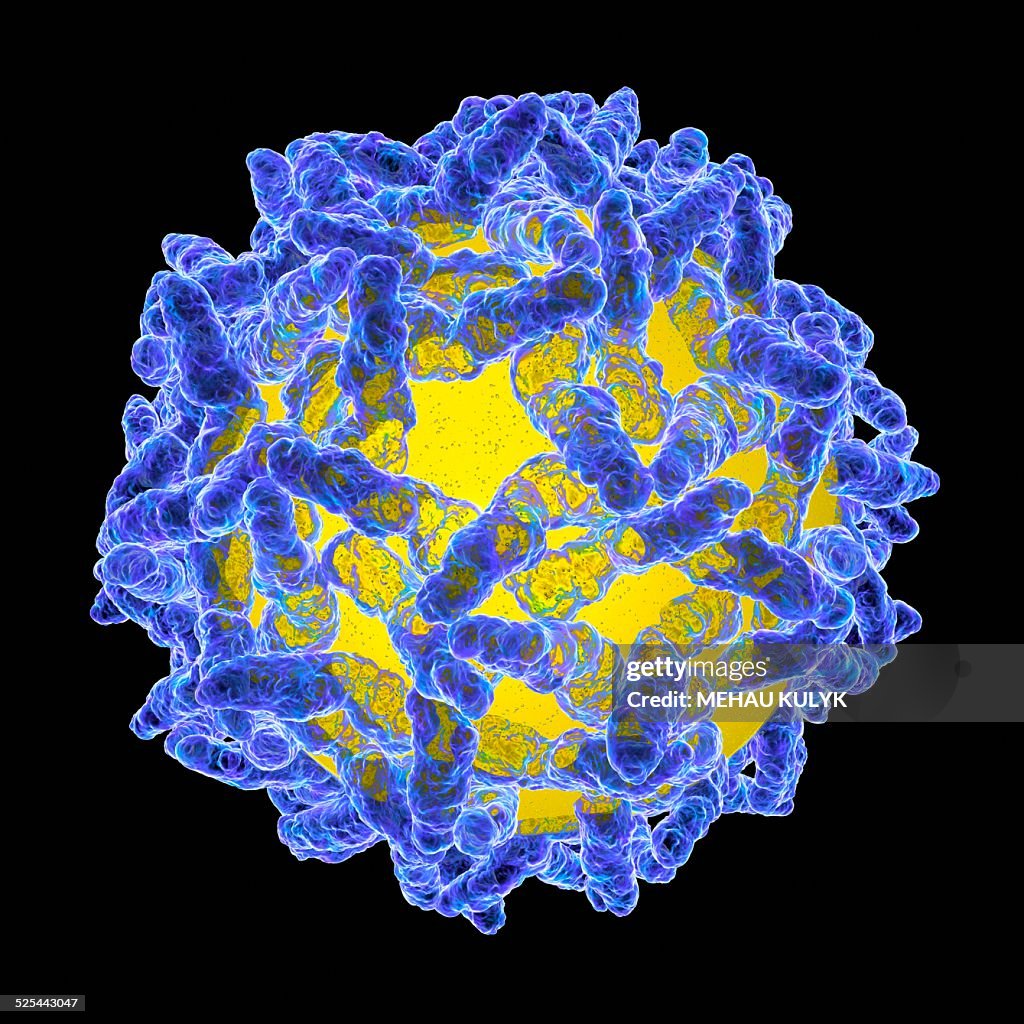 Yellow Fever Virus Artwork High-Res Vector Graphic - Getty Images