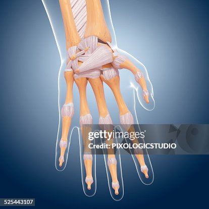 Human Male Hand Human Hand Anatomy Artwork High-Res Vector Graphic - Getty Images