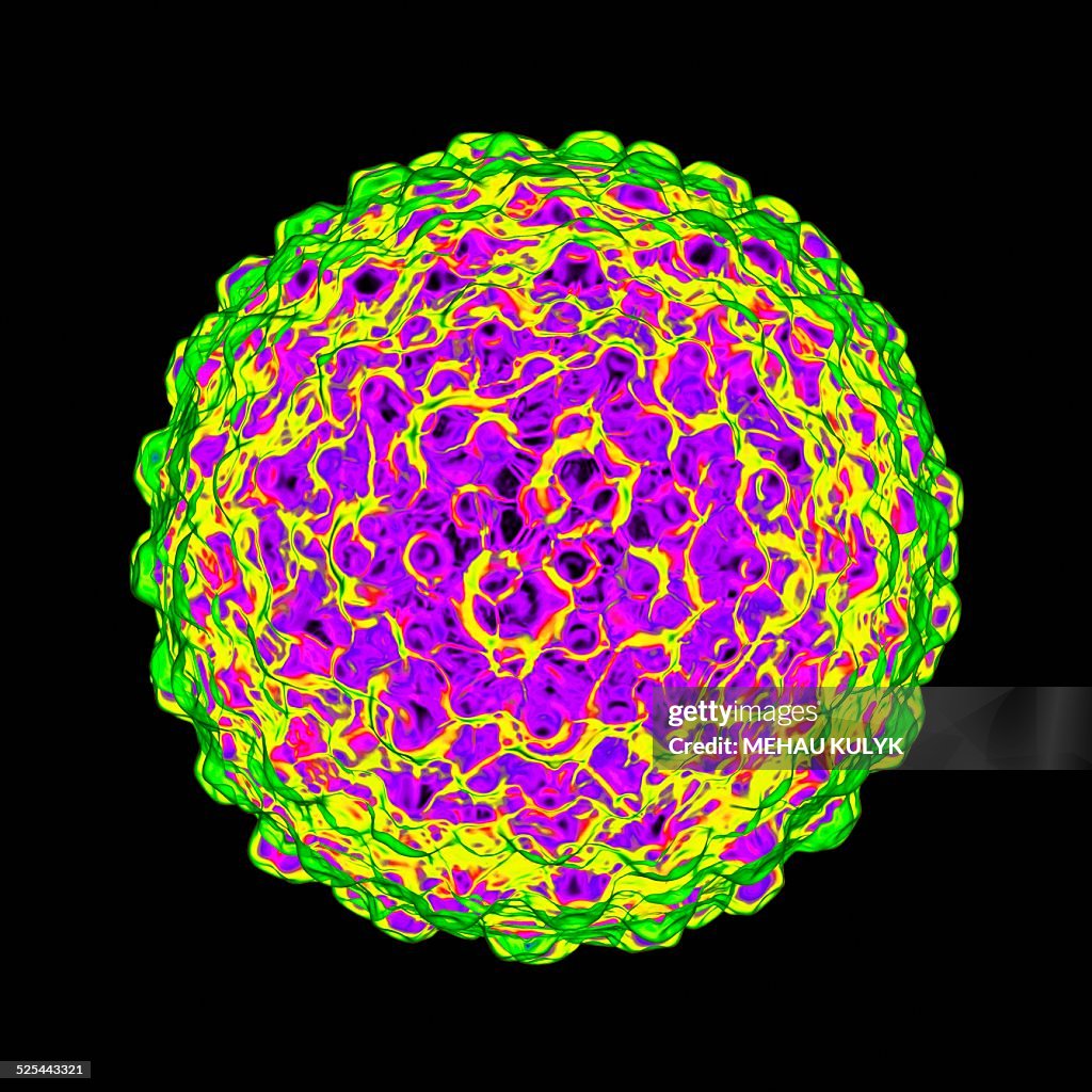 Herpes Simplex Artwork High-Res Vector Graphic - Getty Images