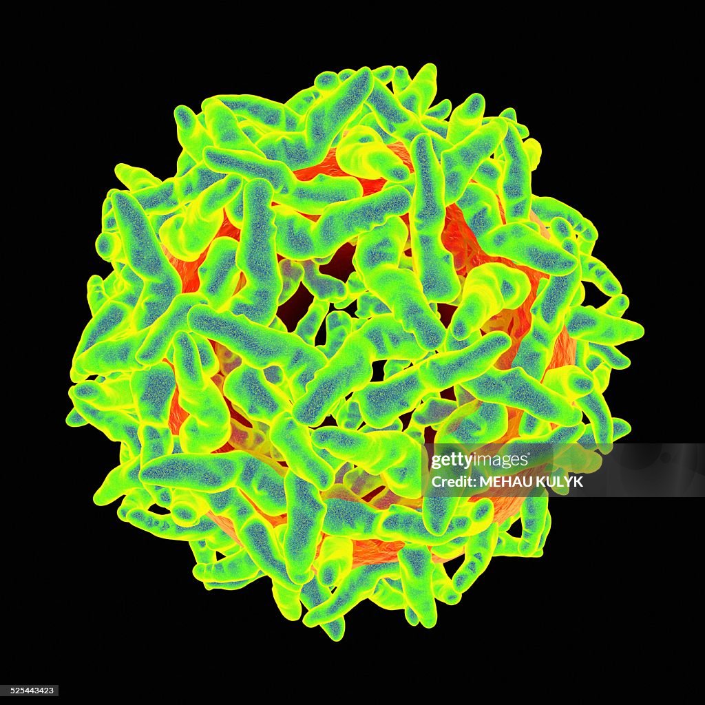 Yellow Fever Virus Artwork High-Res Vector Graphic - Getty Images
