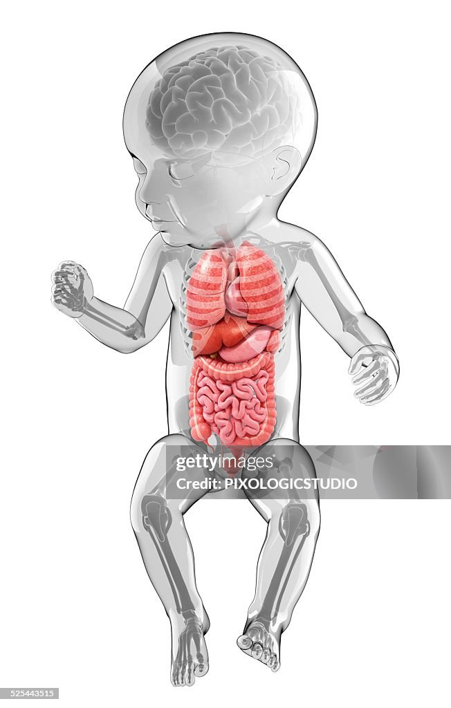 Babys Anatomy Artwork High Biology Diagrams