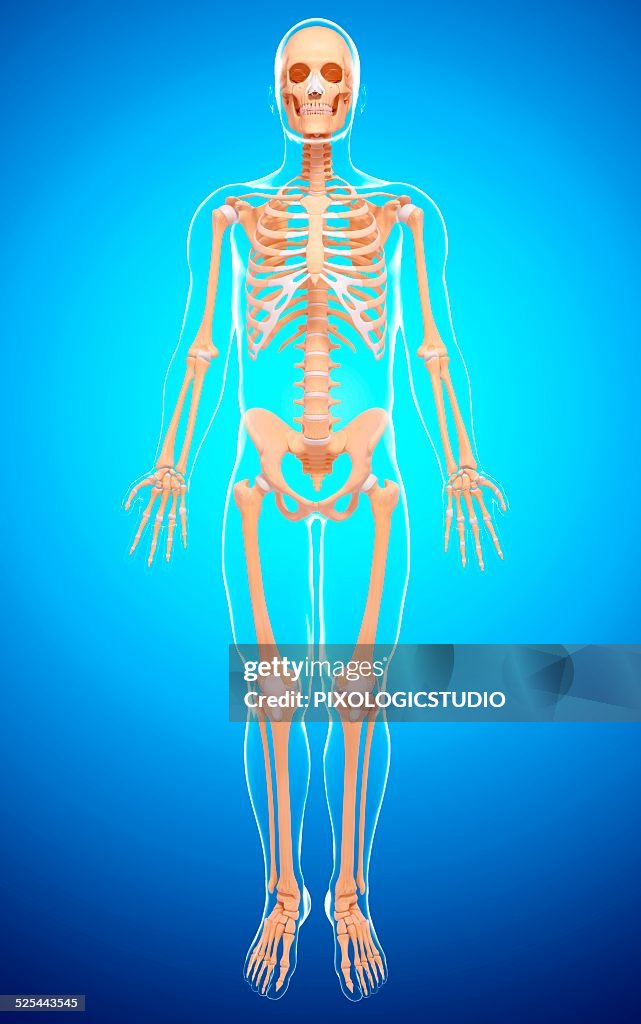 Human Skeletal System Artwork High-Res Vector Graphic - Getty Images