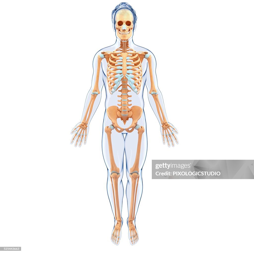 Human Skeletal System Artwork High-Res Vector Graphic - Getty Images