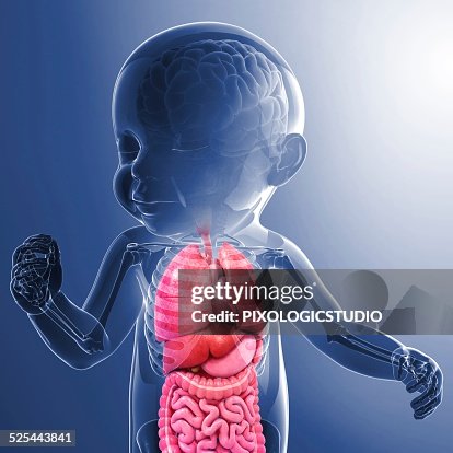 Babys Anatomy Artwork High Biology Diagrams