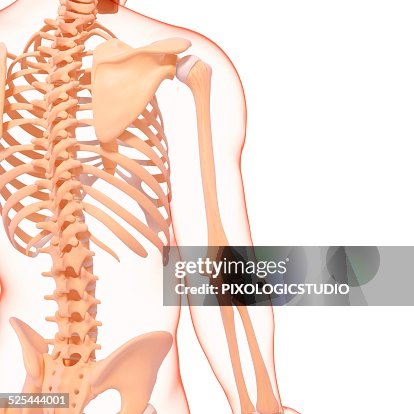 Human skeletal system, artwork Human skeletal system, artwork