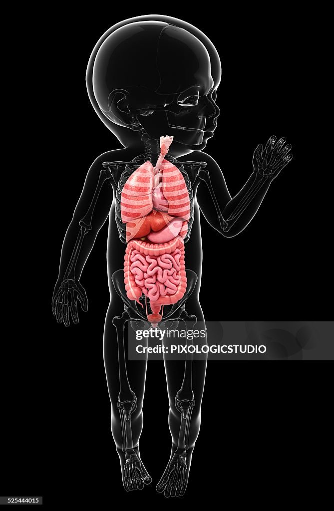 Babys Anatomy Artwork High Biology Diagrams