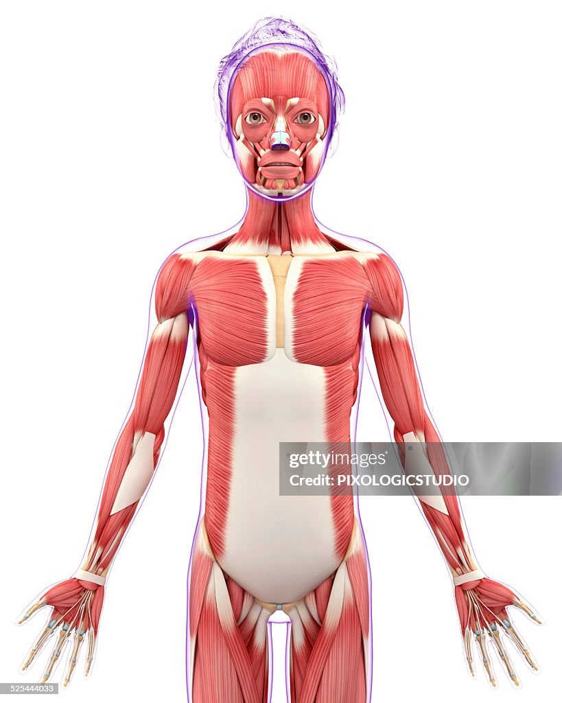 Human muscular system, artwork