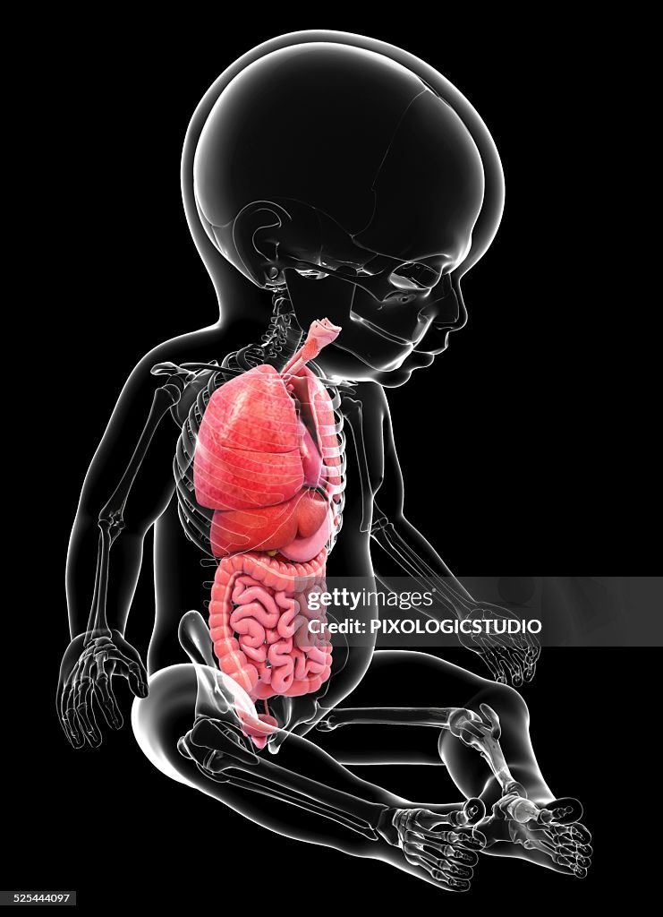 Babys Anatomy Artwork High Biology Diagrams