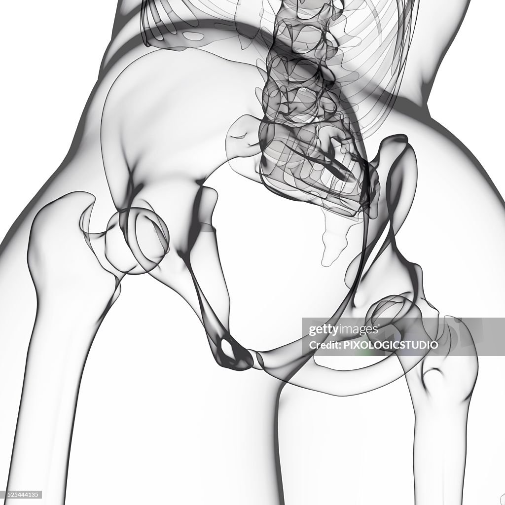 Human hip joint, artwork