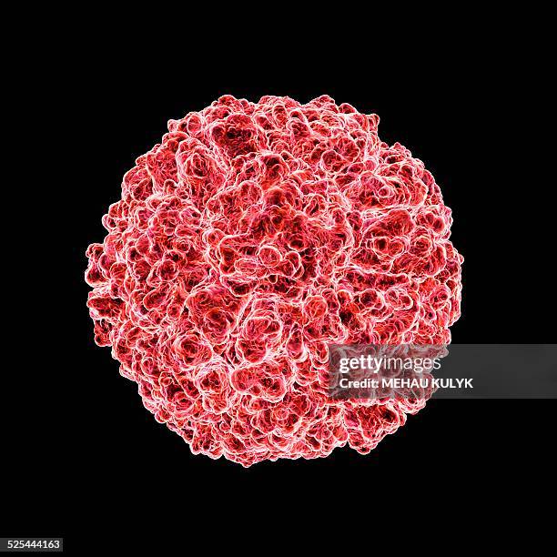 Human Rhinovirus 17 Rhinovirus Photos and Premium High Res Pictures - Getty Images