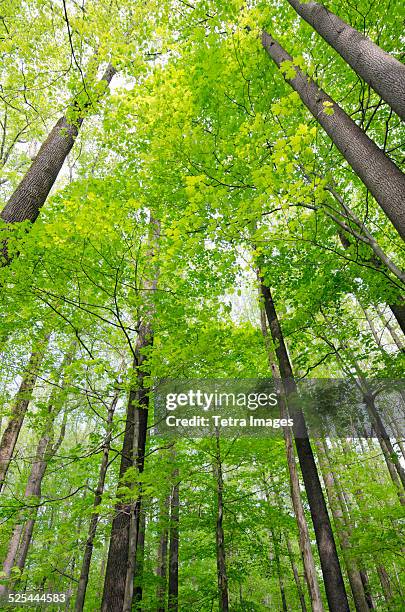usa, new jersey, morristown, view of tall trees - deciduous tree stock pictures, royalty-free photos & images