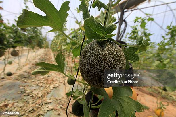 Palestinian labourer in afarms cantaloupe crop harvested in Gaza on May 19, 2015.