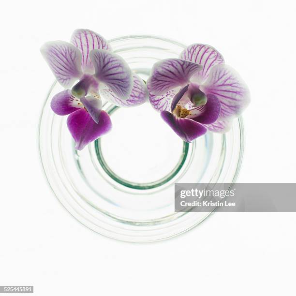 studio shot of orchids in vase - flower vase from above stock pictures, royalty-free photos & images