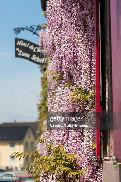 blooming purple plants blossom on a house facade - kurhaus of baden baden stock pictures, royalty-free photos & images