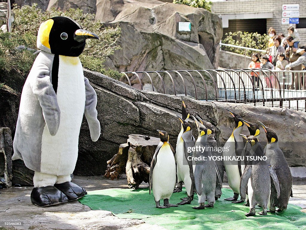 Emperor penguins give attention to a hea