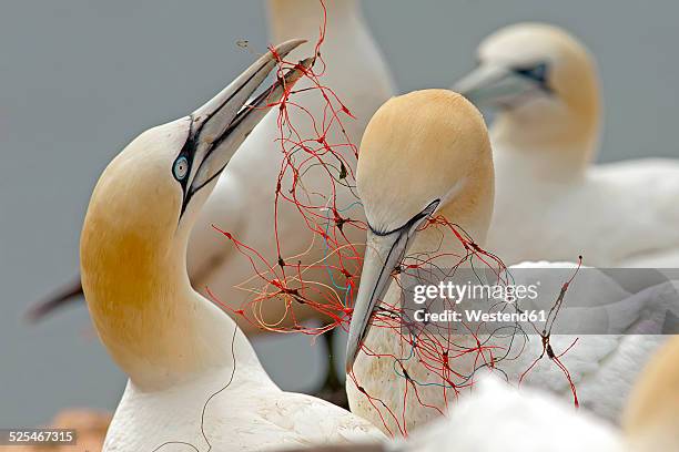 germany, helgoland, northern gannets tangled in fishing net - gannet stock pictures, royalty-free photos & images