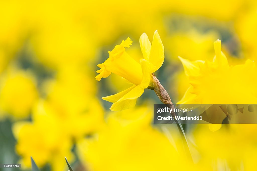 Daffodils, Narcissus pseudonarcissus