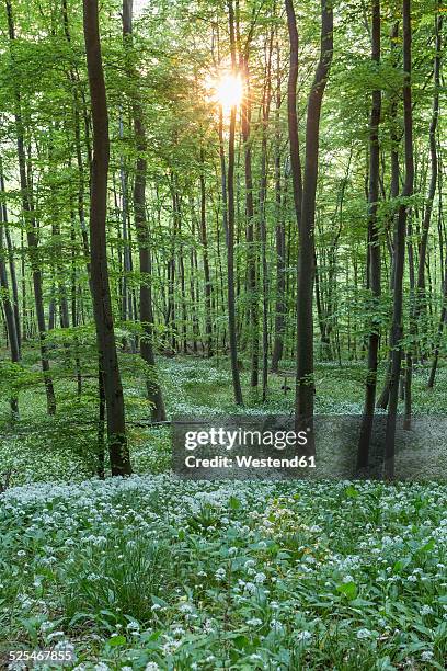 germany, lower saxony, wolfenbuettel, elm-lappwald nature park, wild garlic in a forest against the sun - elm tree stock pictures, royalty-free photos & images