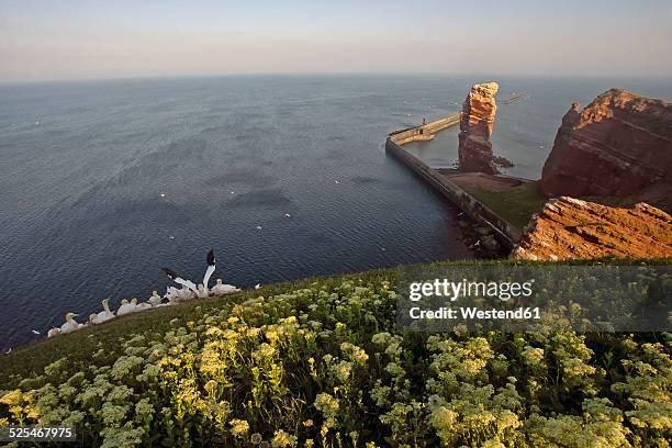 germany, helgoland, colony of northern gannets - helgoland stock-fotos und bilder