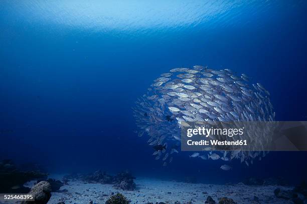 oceania, palau, oxeye scads, selar boops, shoal of fish - school of fish fotografías e imágenes de stock