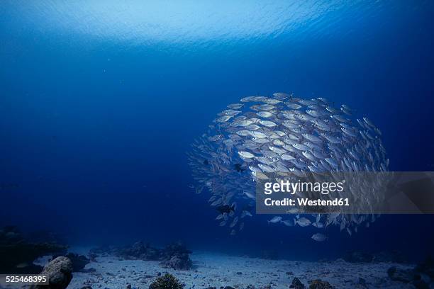 oceania, palau, oxeye scads, selar boops, shoal of fish - school of fish stock pictures, royalty-free photos & images