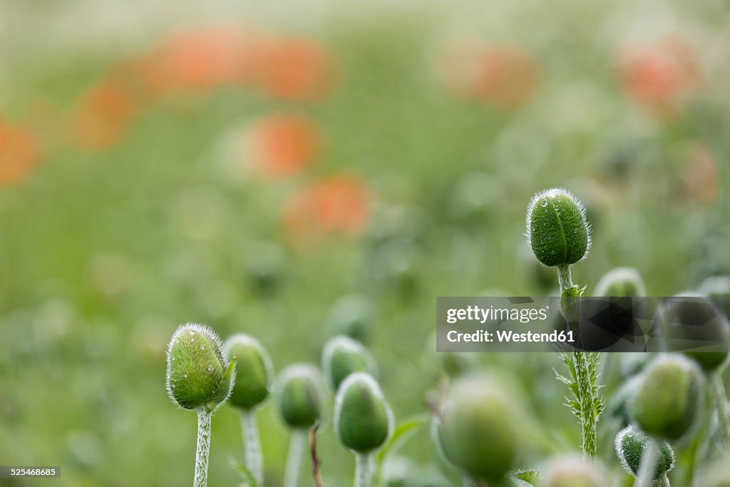 England, Oriental poppy, Papaver orientale, Blossom bud