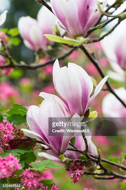 germany, pink magnolia blossoms, magnolia soulangeana - tulpenboom stockfoto's en -beelden