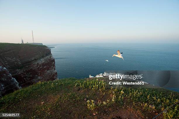 germany, helgoland, northern gannet flying - helgoland stockfoto's en -beelden