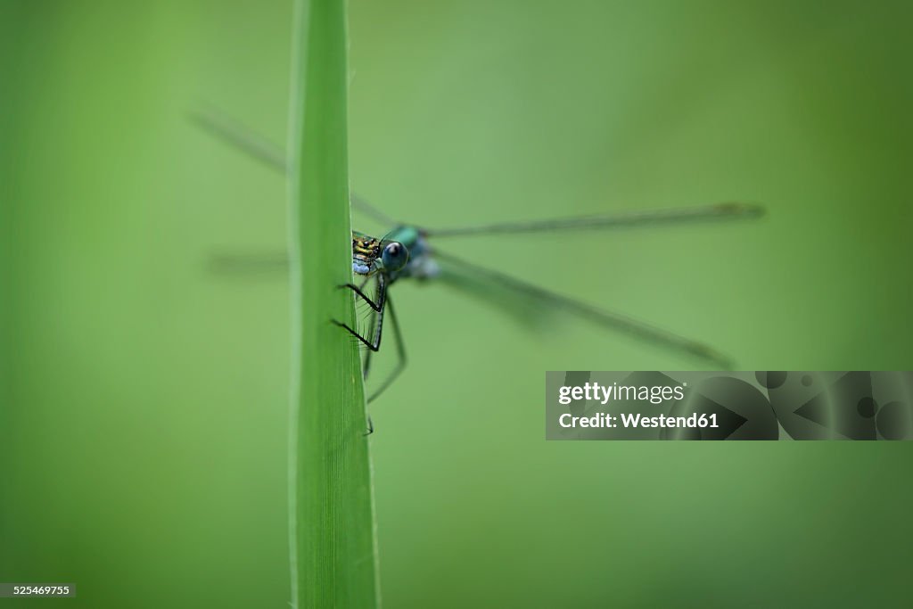 England, Emerald Damselfly, Lestes sponsa, Close-up