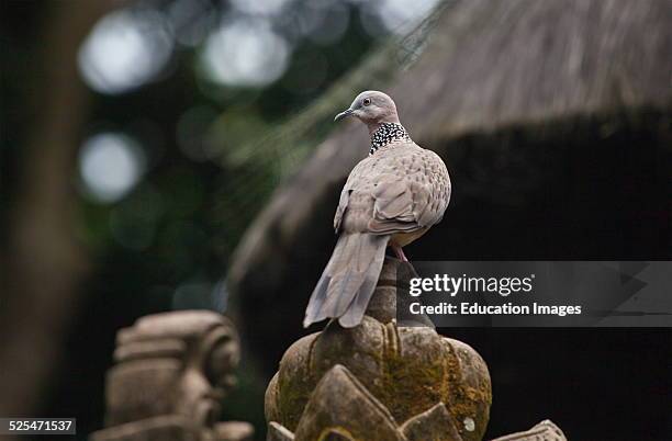 Turtle Dove At The Hindu Temple Pura Naga Sari Is Found In The Monkey Forest Park, Ubud, Bali, Indonesia.