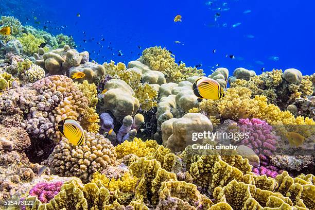 colorata barriera corallina del mar rosso nelle vicinanze di marsa alam - barriera corallina foto e immagini stock
