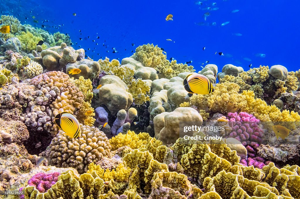 Colorful Coral Reef on Red Sea nearby Marsa Alam