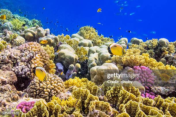 colorful coral reef on red sea nearby marsa alam - corals stock pictures, royalty-free photos & images