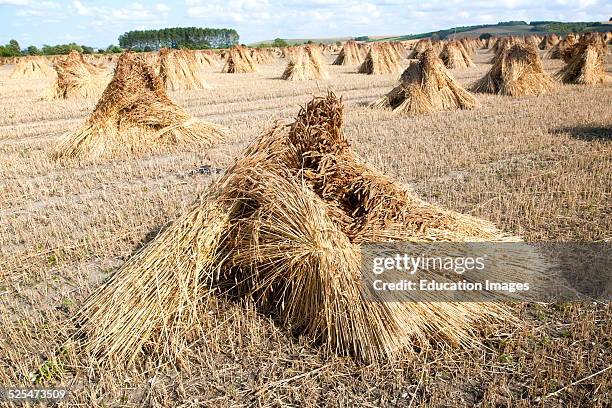 Stook Definition Shock Of Wheat Photos and Premium High Res Pictures - Getty Images