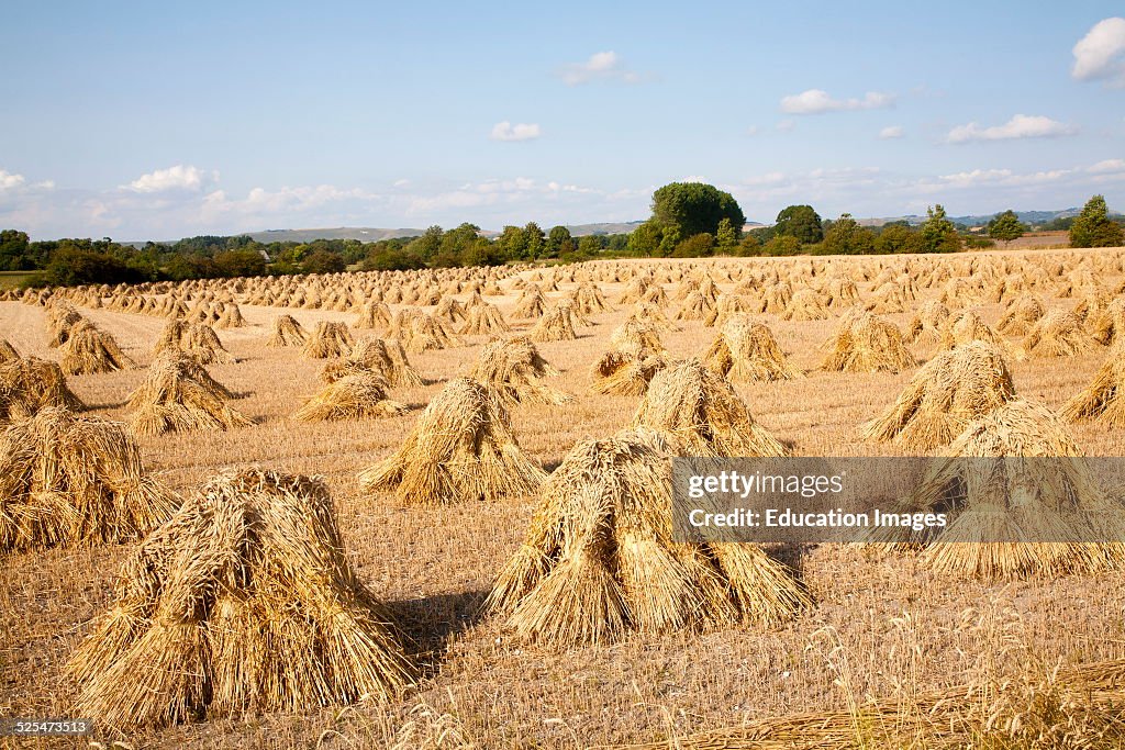 Stook Definition Wheat stooks harvested for thatching standing drying in a field after ...