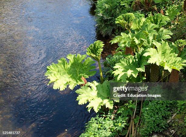 Gunnera Identification 124 Giant Gunnera Stock Photos, High-Res Pictures, and Images - Getty ...
