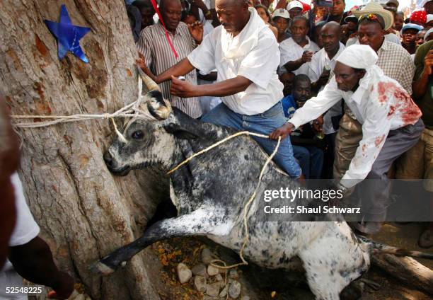 Voodoo believers sacrifice a cow during a ritual at the Voodoo temple compound March 27, 2005 at Souvenance, Haiti, near Gonaives. The Souvenance...