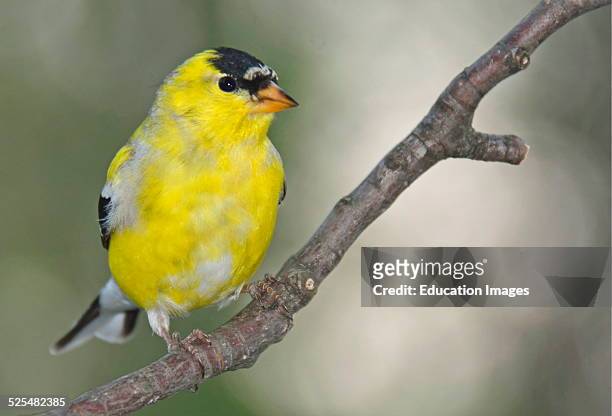 Male Goldfinch on Tree Branch.