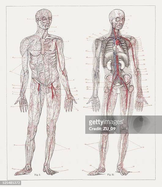 ilustraciones, imágenes clip art, dibujos animados e iconos de stock de circulación de sangre humana, litografía, publicado en 1882 - human artery