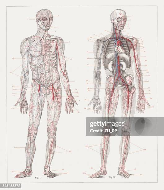 illustrazioni stock, clip art, cartoni animati e icone di tendenza di la circolazione del sangue umano, litografia, pubblicata nel 1882 - human artery