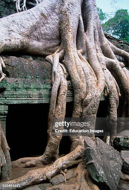 Tree Roots In Ta Prohm, Cambodia.