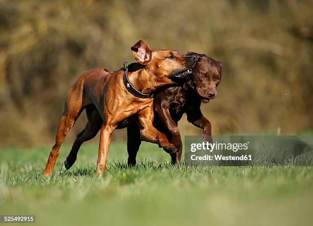 Bloodhound X Rhodesian Ridgeback 66 Bloodhound Running Stock Photos, High-Res Pictures, and Images ...