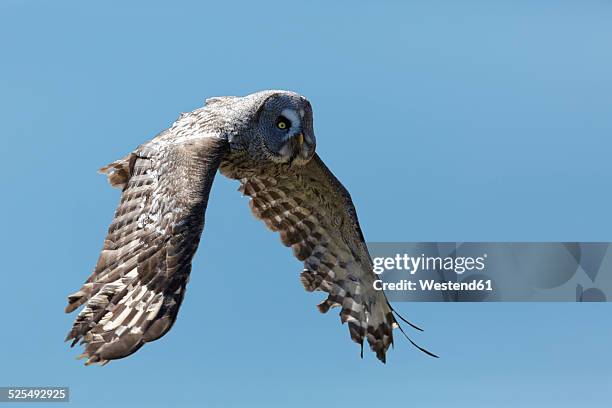 great grey owl, strix nebulosa, flying in front of blue sky - african wood owl stock-fotos und bilder