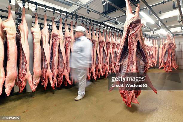sides of pork in cold store of a slaughterhouse - cold storage room stock pictures, royalty-free photos & images