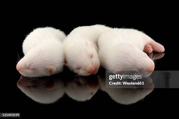 ferrets, mustela putorius furo, sleeping - white ferret stock pictures, royalty-free photos & images