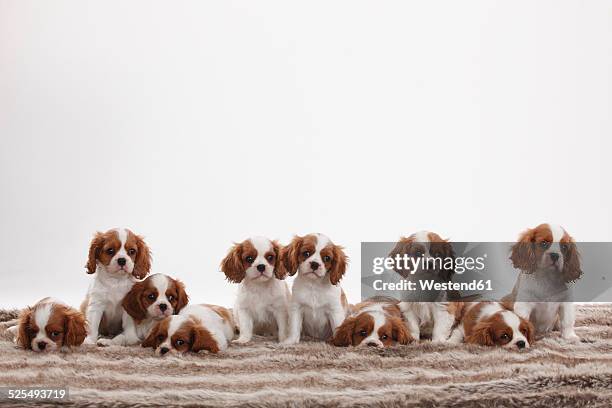 ten cavalier king charles spaniel puppies sitting and lying in a row in front of white background - king charles spaniel stock pictures, royalty-free photos & images
